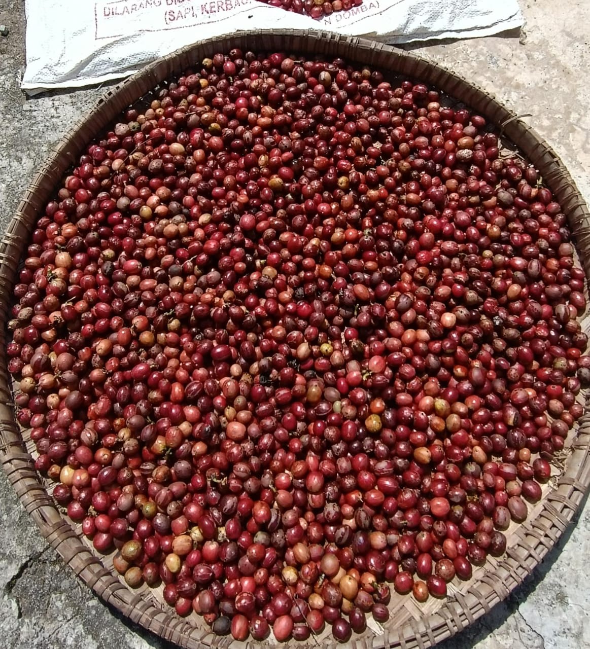 Proses Pengolahan Kopi